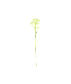 Baby’s Breath Stem 61cm