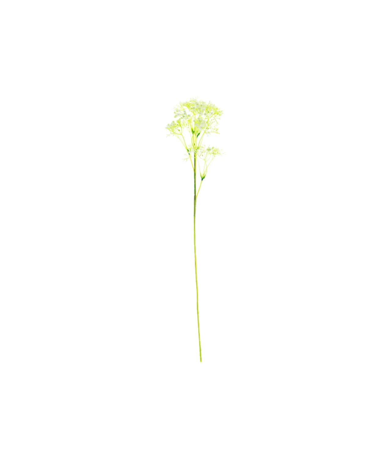 Baby’s Breath Stem 61cm