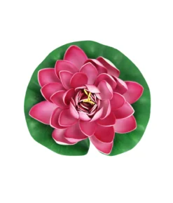 Pink Floating Water Lily 18cm