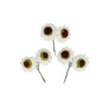 White Artificial Craft Sunflower 6pc 5cm