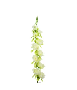 White Gladiolus Bush Flower 7 Head 77cm
